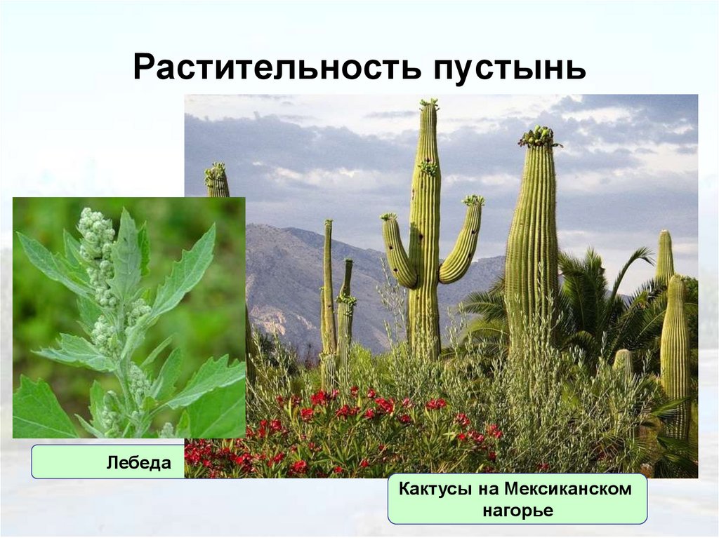 Растительность пустынь