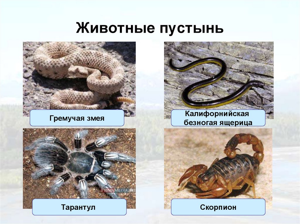 Животные пустынь