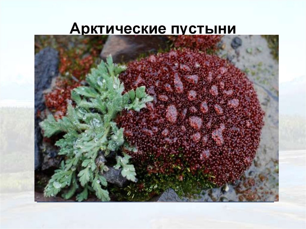 Арктические пустыни