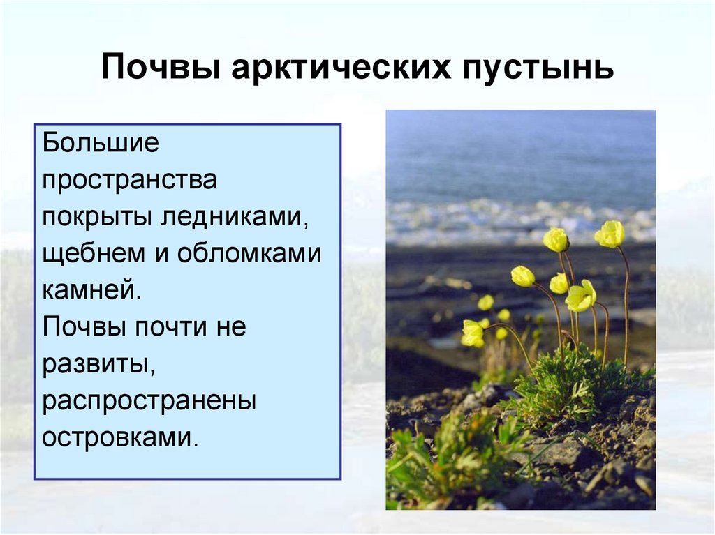 Почвы арктических пустынь