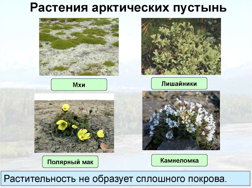 Растения арктических пустынь