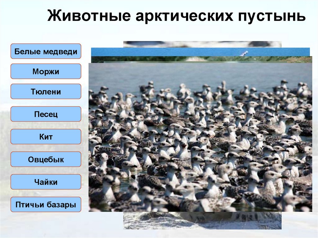 Животные арктических пустынь