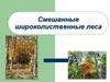 Смешанные широколиственные леса