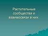 Растительные сообщества и взаимосвязи в них
